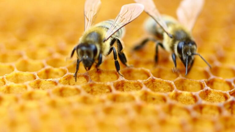 subject-honeybee