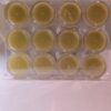 2 packs of 12 pcs Pain Relief Salve (Trail Pack)
