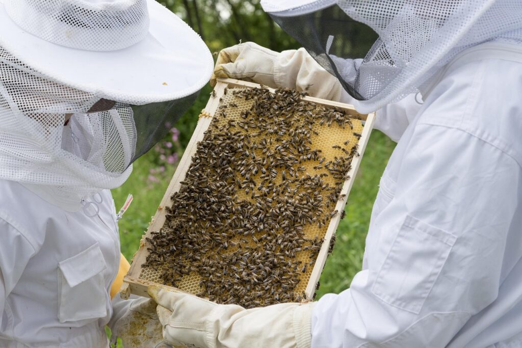 beekeeper, bees, beehive, bee colony, bee breeding, beekeeping, prey, beehives, bee keeping, honey bees, honey combs, honey production, swarm of bees, beekeeper, beekeeper, beekeeper, beekeeper, beekeeper, beehive, beekeeping, beekeeping, beekeeping, beekeeping, bee keeping, bee keeping